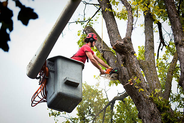 Best Emergency Tree Removal  in Mount Arlington, NJ